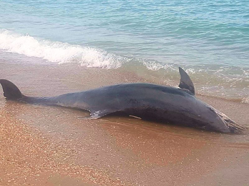 Tursiops truncatus<br>07 September, 2017