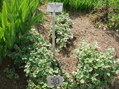 Potentilla atrosanguinea