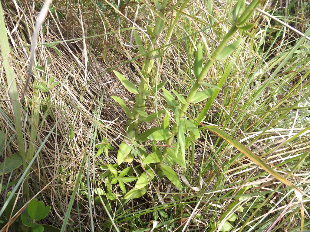 Crassula crenulata