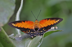 Charaxes zingha