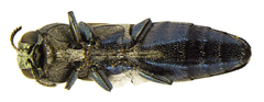 Agrilus duncani