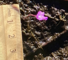 Utricularia purpurea image