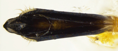 Agrilus duncani