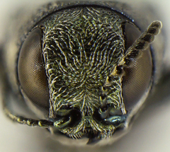 Agrilus duncani