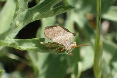 Euschistus conspersus