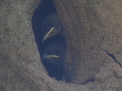 Stelgidopteryx ruficollis