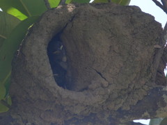 Stelgidopteryx ruficollis
