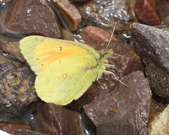 Colias lesbia