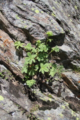 Potentilla brachypetala