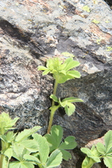 Potentilla brachypetala