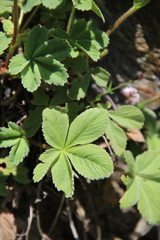 Potentilla brachypetala