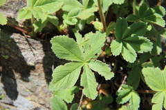 Potentilla brachypetala