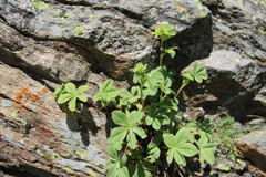 Potentilla brachypetala