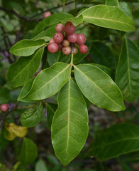 Glycosmis trifoliata
