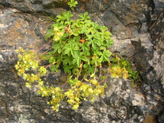 Potentilla brachypetala
