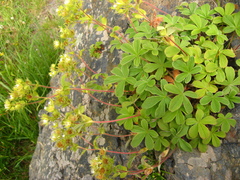 Potentilla brachypetala