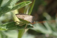 Euschistus conspersus