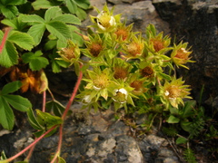 Potentilla brachypetala