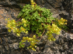 Potentilla brachypetala