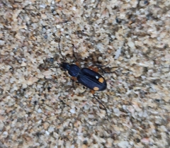 Chlaenius perspicillaris