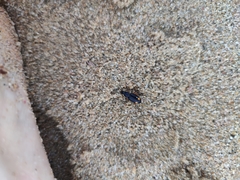 Chlaenius perspicillaris