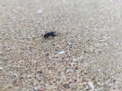 Chlaenius perspicillaris