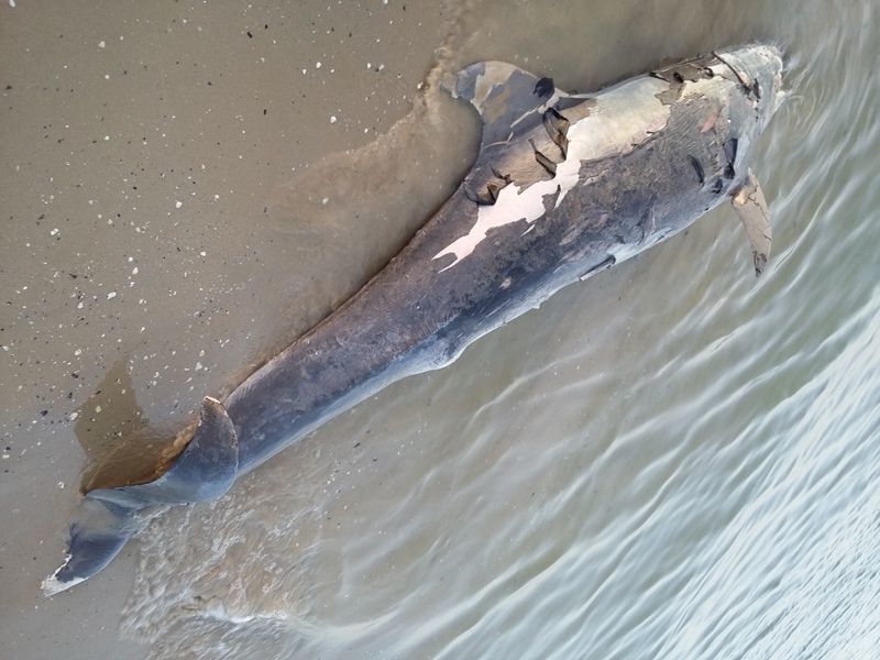 Tursiops truncatus<br>25 April, 2018