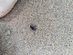 Chlaenius perspicillaris