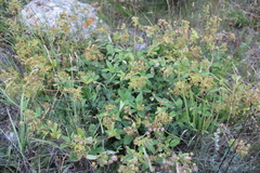 Potentilla brachypetala