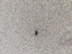 Chlaenius perspicillaris