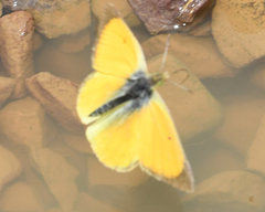 Colias lesbia