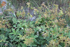 Potentilla brachypetala
