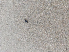 Chlaenius perspicillaris