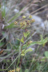 Potentilla brachypetala