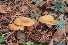 Bonomyces sinopicus