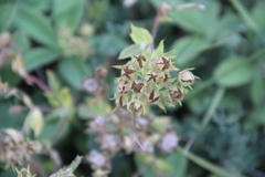 Potentilla brachypetala