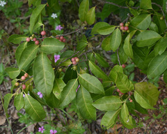 Glycosmis trifoliata
