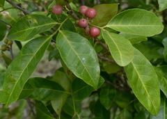 Glycosmis trifoliata