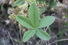 Potentilla brachypetala