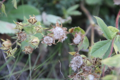 Potentilla brachypetala