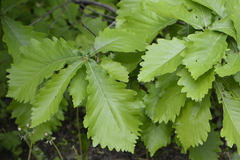 Quercus crispula