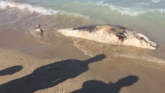 Tursiops truncatus