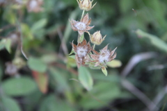 Potentilla brachypetala