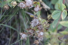 Potentilla brachypetala