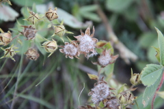 Potentilla brachypetala