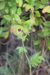 Potentilla conferta