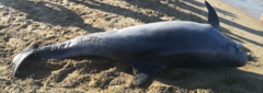 Tursiops truncatus