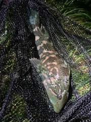 Hexagrammos lagocephalus