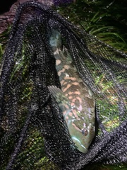 Hexagrammos lagocephalus
