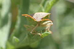 Euschistus conspersus